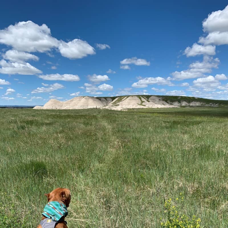 A brown pit bull looking out across a grassy field toward a white hill in the badlands