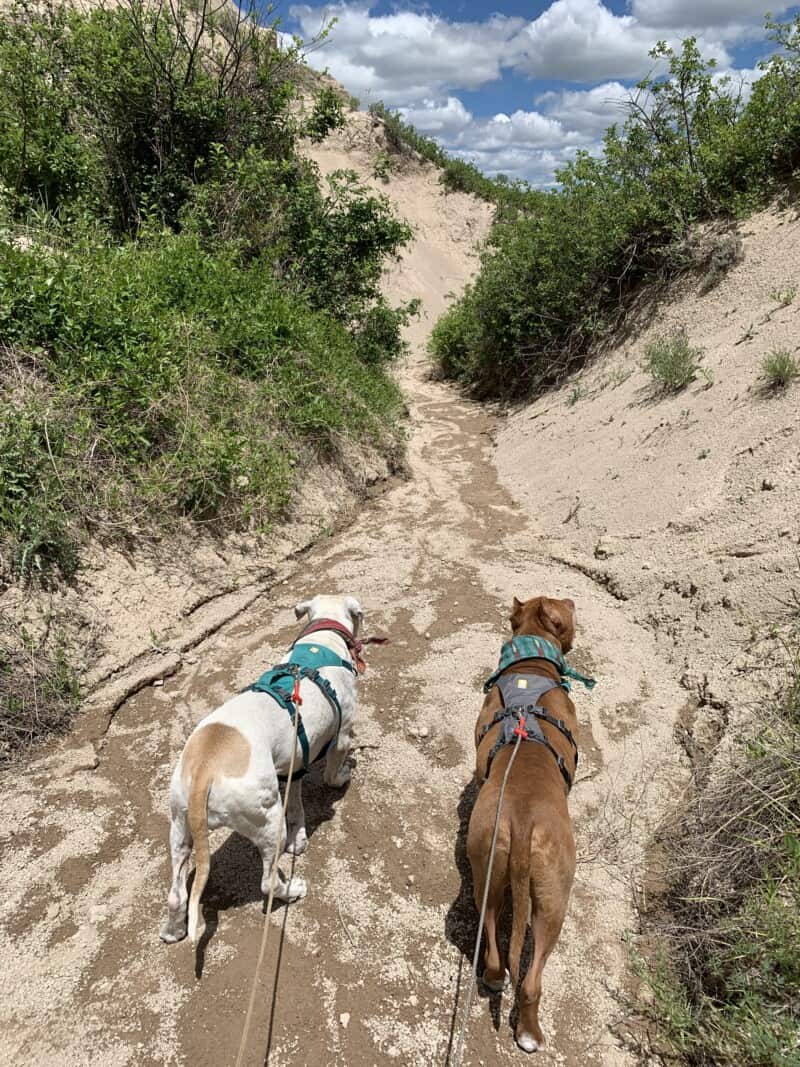 Two pit bulls hiking through a small grassy canyon along the Bison Trail at Toadstool Geologic Park in Nebraska