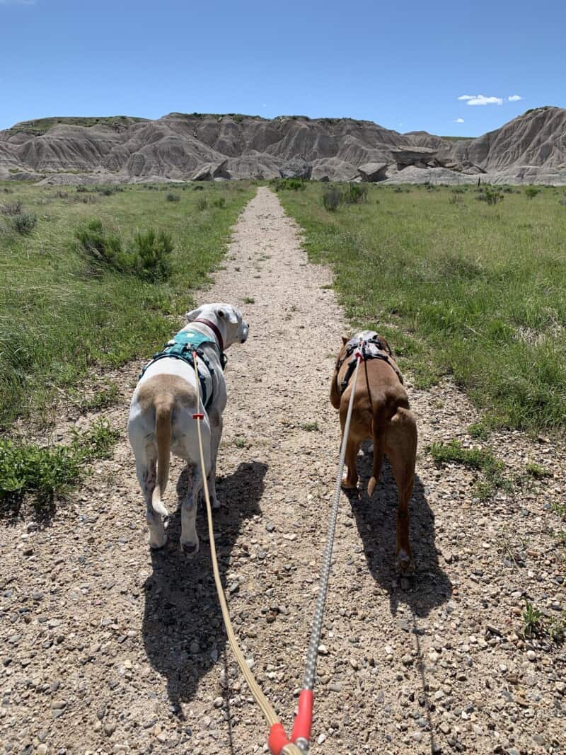 A white pit bull and a brown pit bull hiking down a gravel trail toward hoodoos and badlands