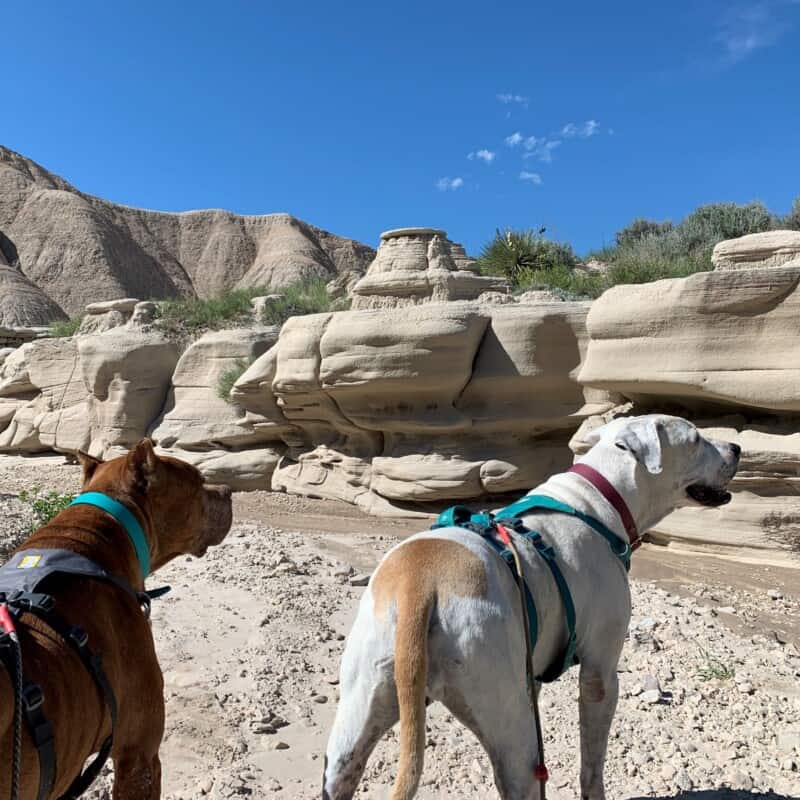 A brown pit bull and a white pit bull standing by some unique geologic features in Toadstool Geologic Park