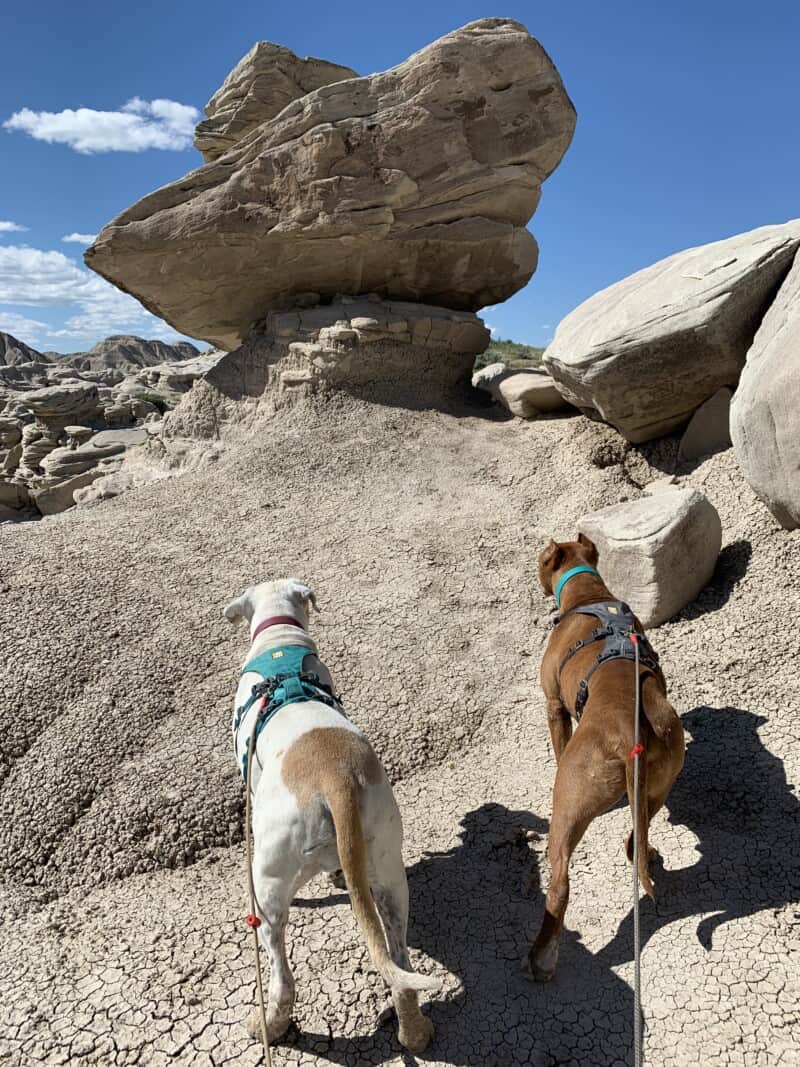 Two pit bulls hiking toward a large rock formation in Toadstool Geologic Park, Nebraska