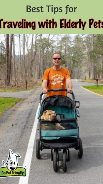 Man pushing a resting elderly dog in a dog stroller