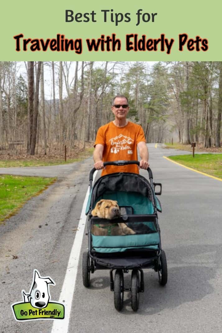 Hombre con Shar-Pei en cochecito: los mejores consejos para viajar con mascotas mayores