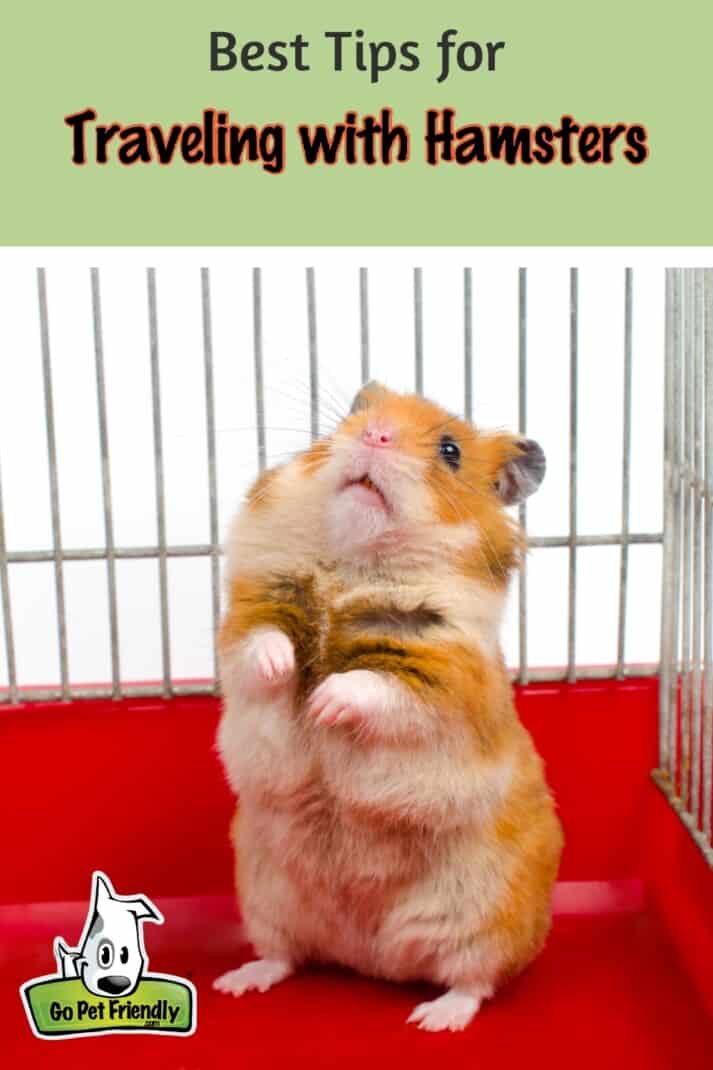 Hamster sitting up in cage - Traveling with Hamsters