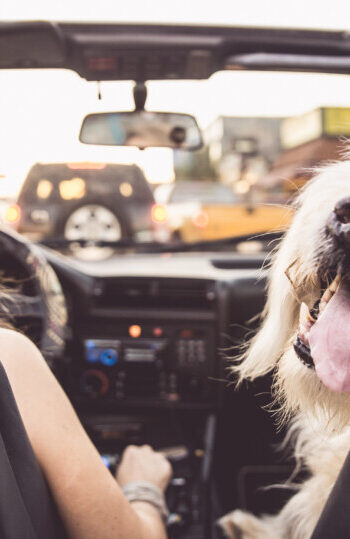 Dog in front seat in line at drive-in movie