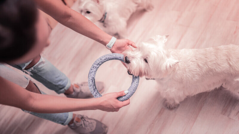 Woman holding ring while playing with white fluffy dog