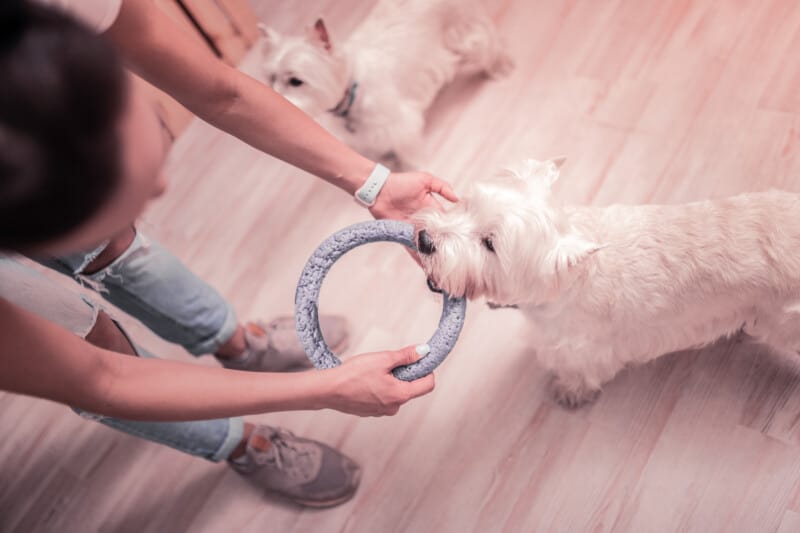 Five Tips for Keeping Your Dog Busy - West Palm Dog