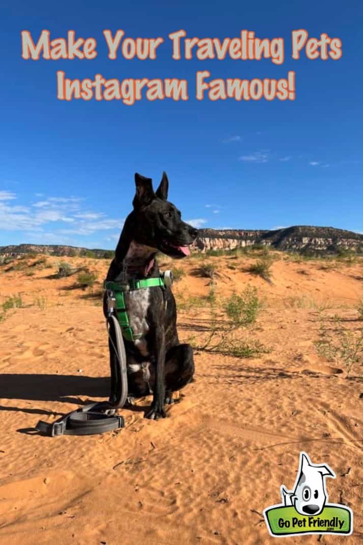 Brindle dog admiring beautiful scene - traveling pet instagram famous