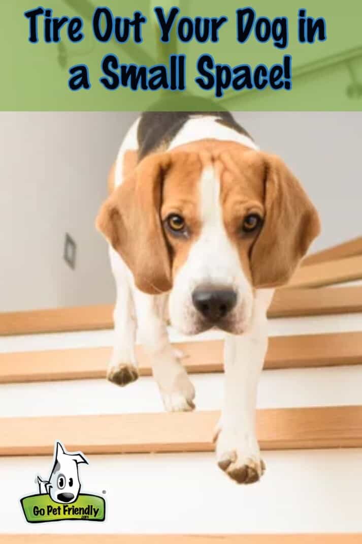 Brain games for dogs  Fun ways to start brain training your dog