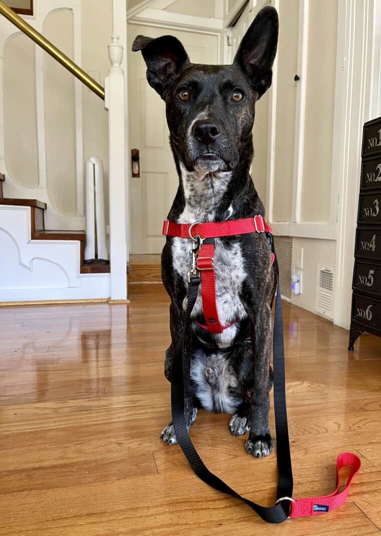 Brindle dog sitting in a room posing in a red 2 Hounds Design Freedom No-Pull Dog Harness