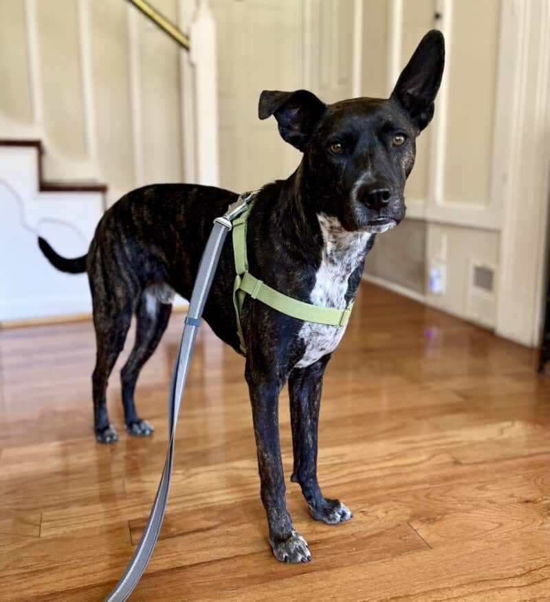 Brindle dog in an olive colored Awoo Roam No-Pull Dog Harness