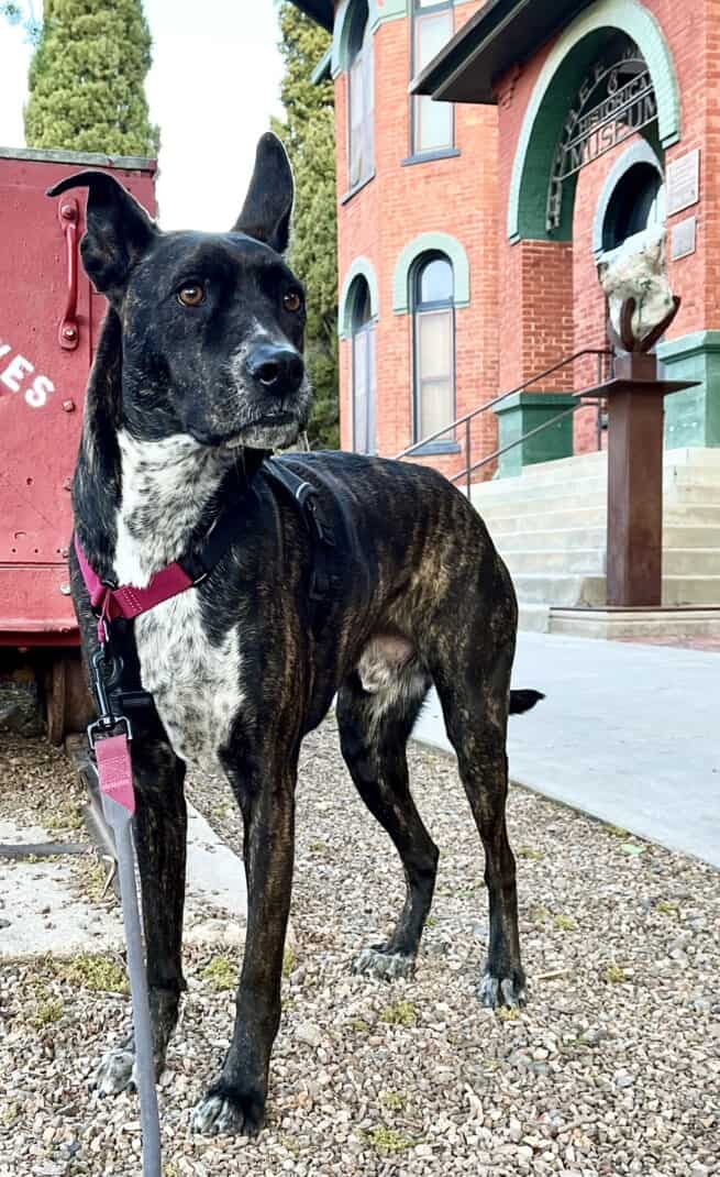 Brindle dog posing in a grey Baumutt In Line dog harness