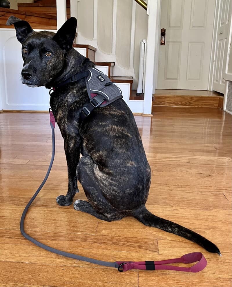 Brindle dog posing in a grey Baumutt In Line dog harness
