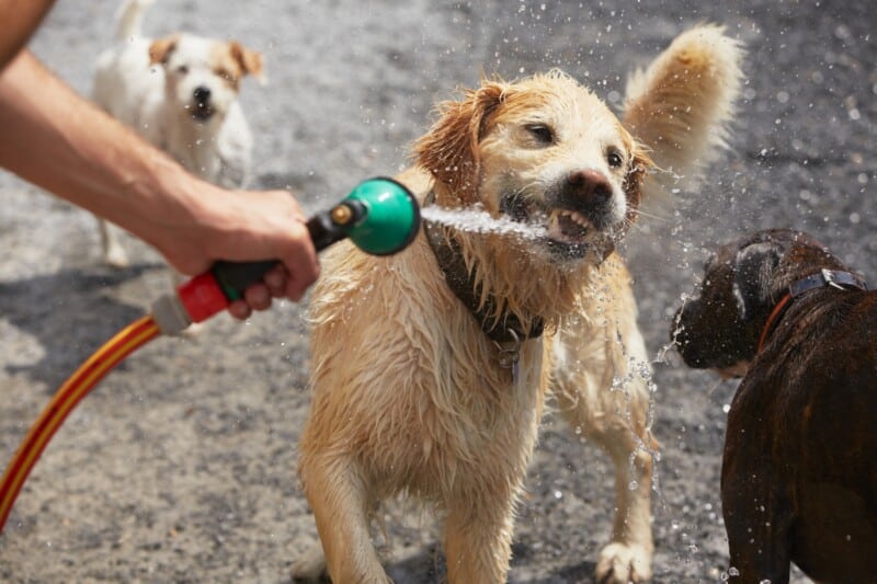 Rinse after a hike if your dog has allergies - Dog biting water stream