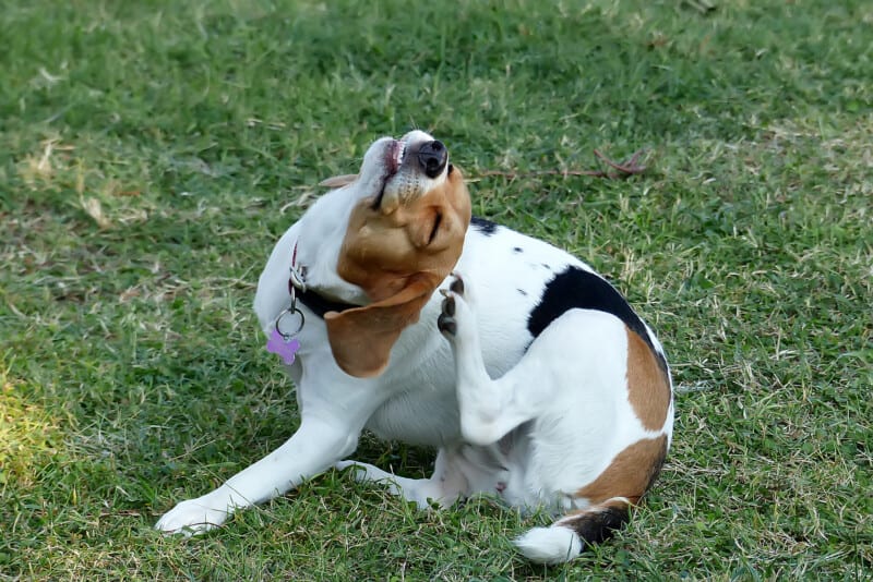 What If Your Dog’s Allergies Are Triggered While You’re Traveling?