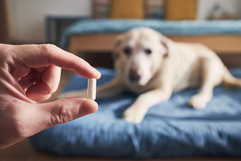 Dog has allergies? Man holding pill with dog in background.