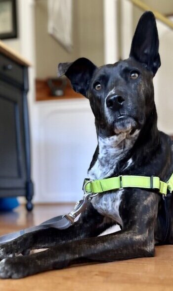 Brindle dog in a bright green PetSafe Deluxe Easy Walk Harness
