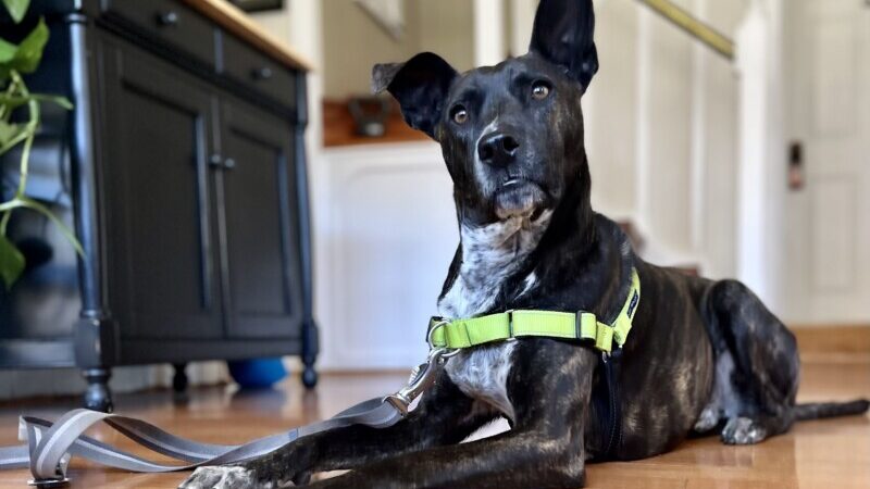 We Tested 12 No-Pull Dog Harnesses To See Which Ones Work