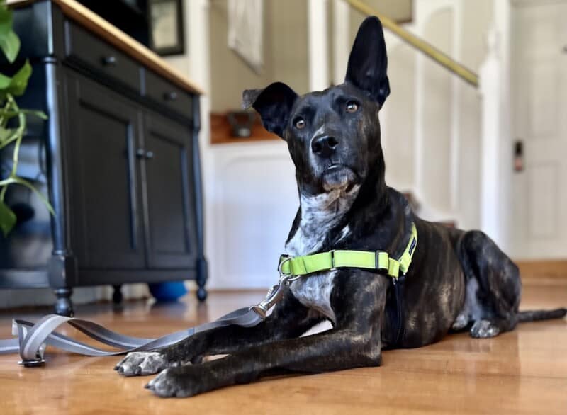 Brindle dog in a bright green PetSafe Deluxe Easy Walk Harness