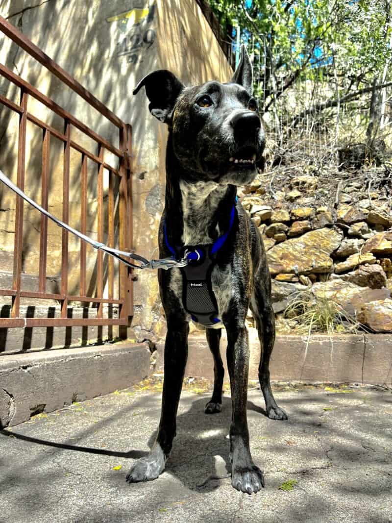 Brindle dog in a blue Frisco no-pull harness
