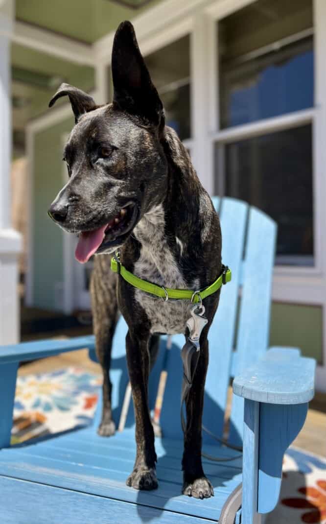 Brindle dog in a green Frisco no-pull harness