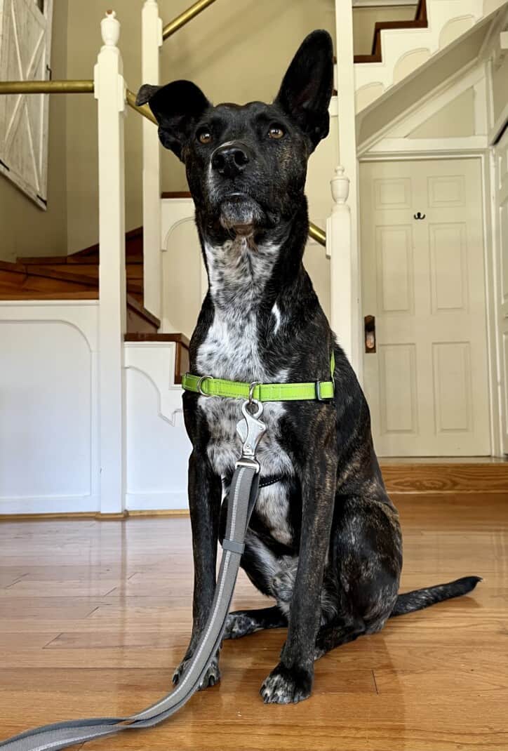 Brindle dog in a green Frisco no-pull harness