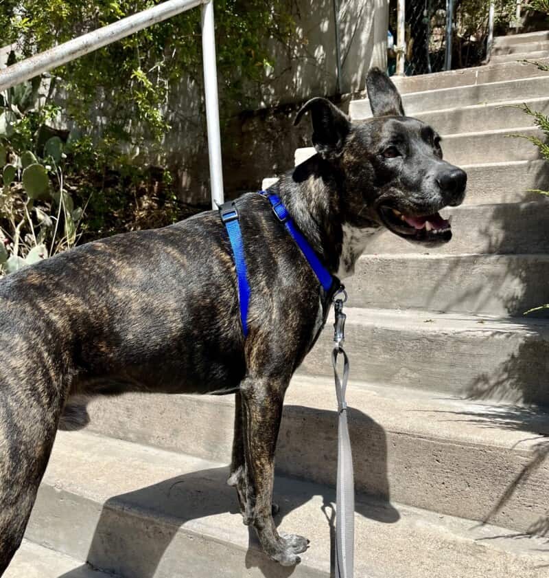 Brindle dog in a blue Frisco no-pull harness