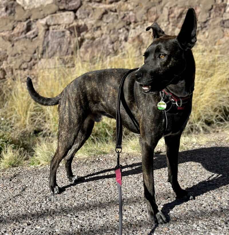 Brindle dog posing in a black Halti no-pull harness