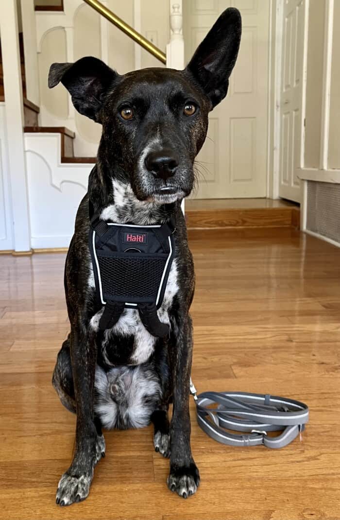 Brindle dog posing in a black Halti no-pull harness