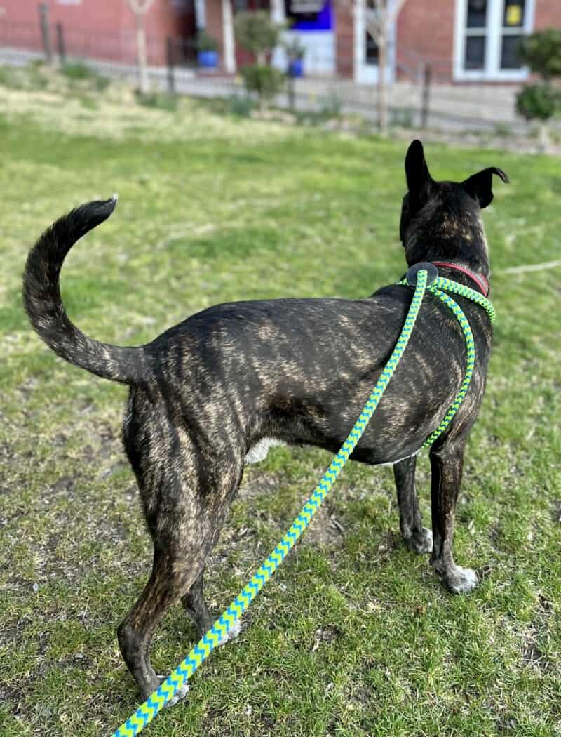 Brindle dog in a green Harness Lead No-Pull Dog Harnesses