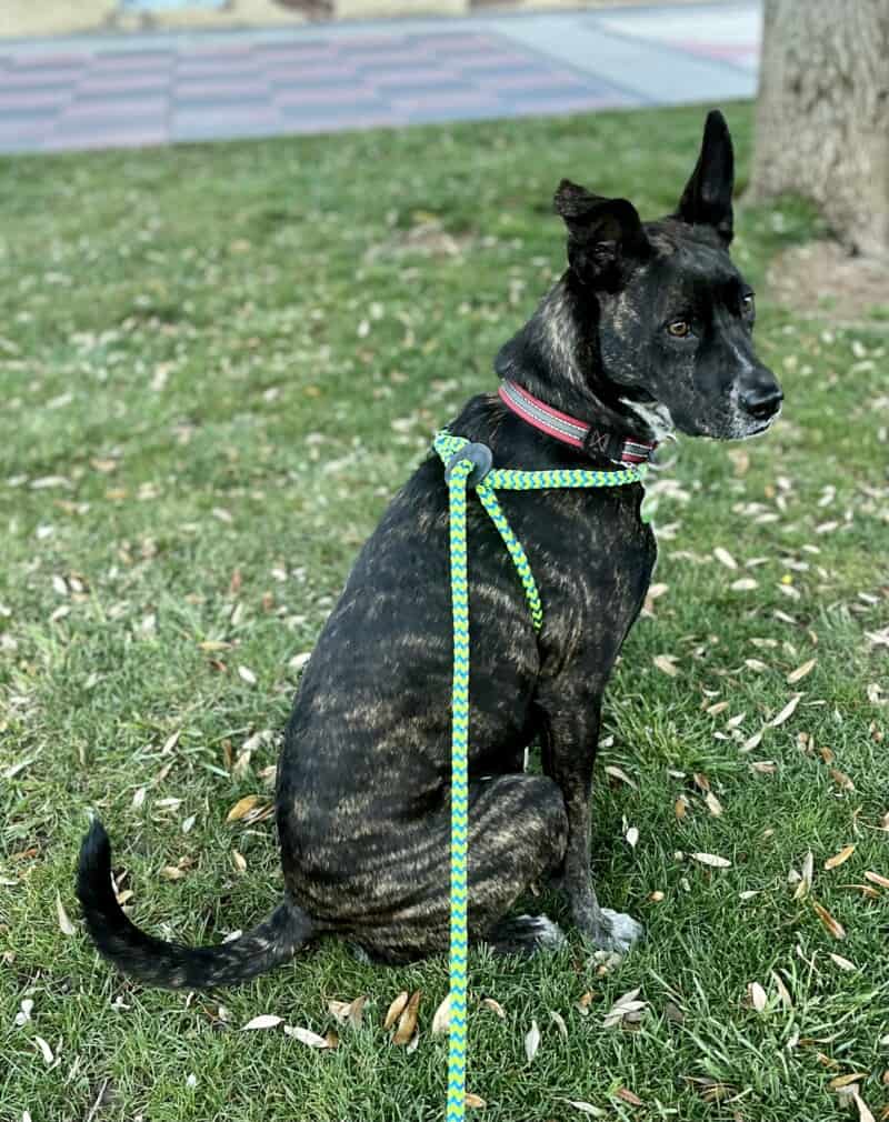Brindle dog in a green Harness Lead No-Pull Dog Harnesses
