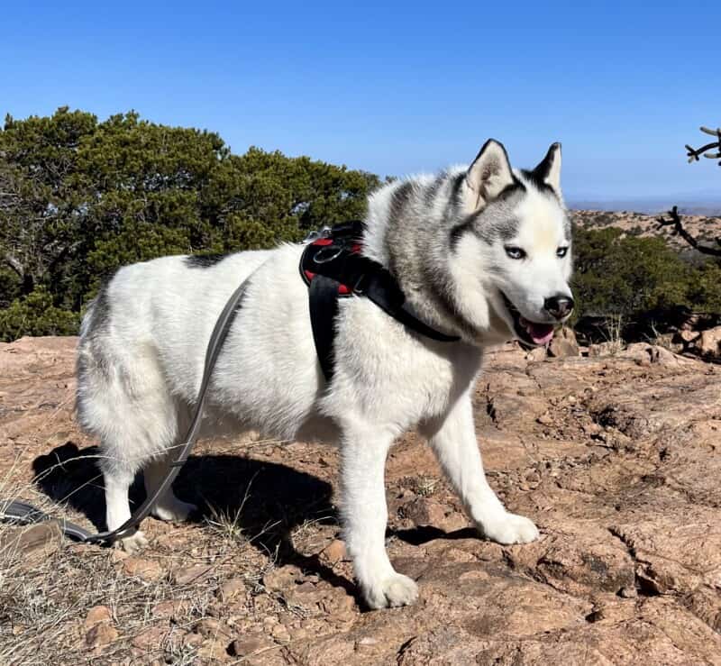 Happy Husky standing on a rock outcropping wearing one of the no-pull dog harnesses