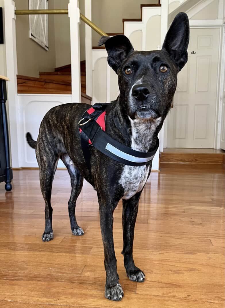 Brindle dog in a red Joyride No-Pull Harness