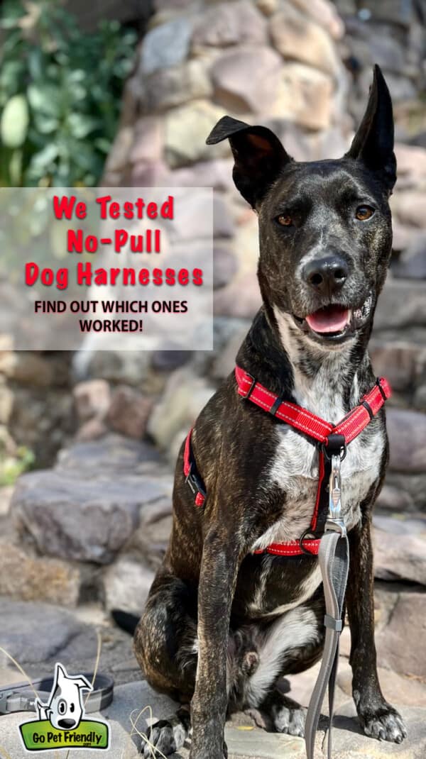 Brindle dog posing in a red Sporn Ultimate no-pull dog harness