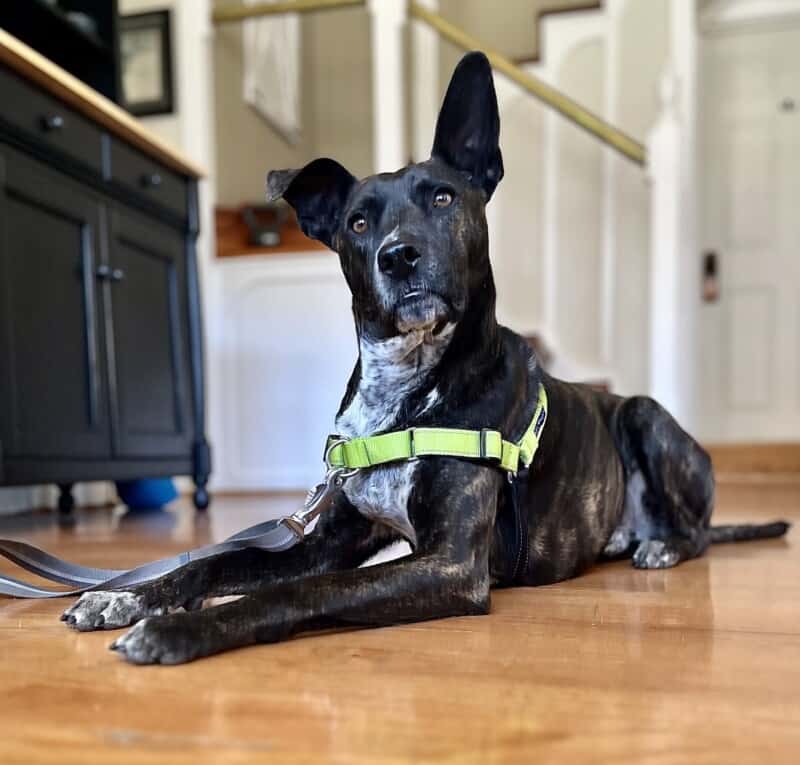 Exploring Types of Dog Harnesses: Which Is Best?