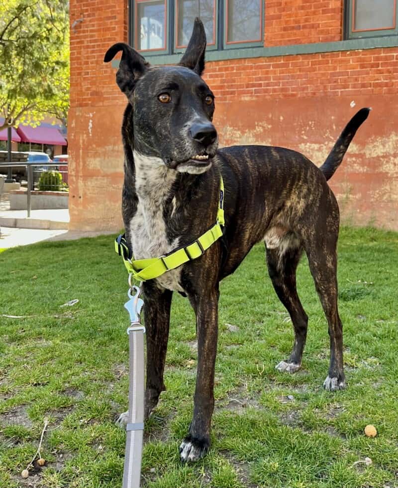 Brindle dog in a bright green PetSafe Deluxe Easy Walk Harnes