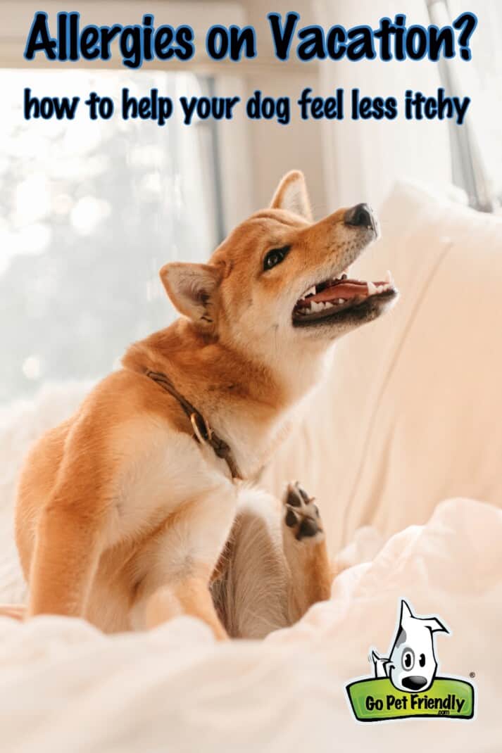 Dog has allergies on a trip? Here's how to help. Itching Shiba Inu in bed