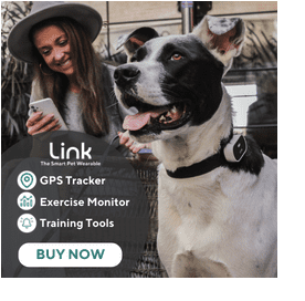 White and black dog wearing a Link GPS tracker with a happy woman checking the app on her phone in the background