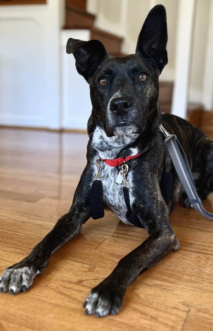 Brindle dog in a red Sporn Training Halter