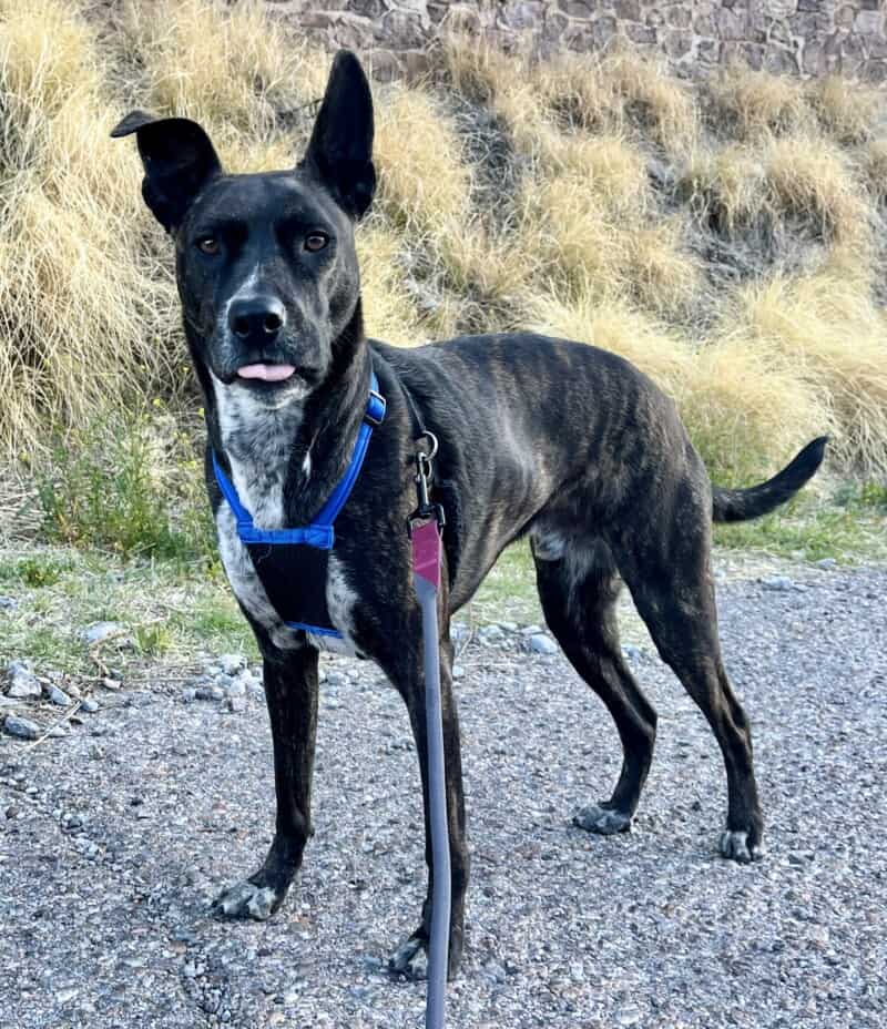 Brindle dog in a blue Sporn Non-Pull Mesh Harness