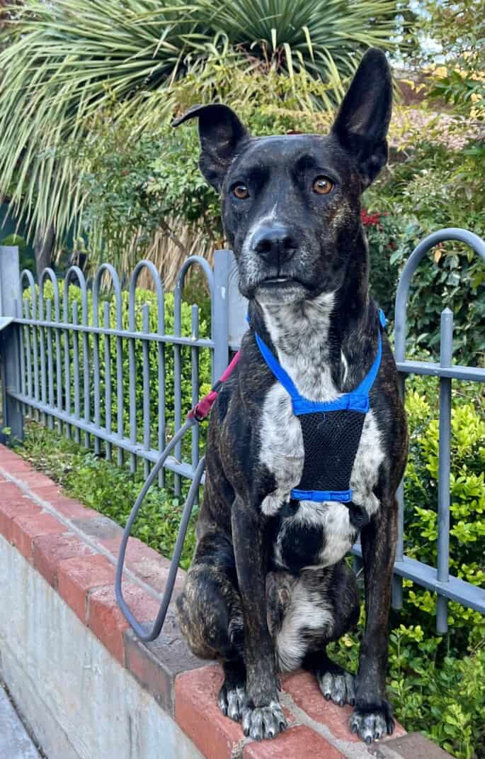 Brindle dog in a blue Sporn Non-Pull Mesh Harness