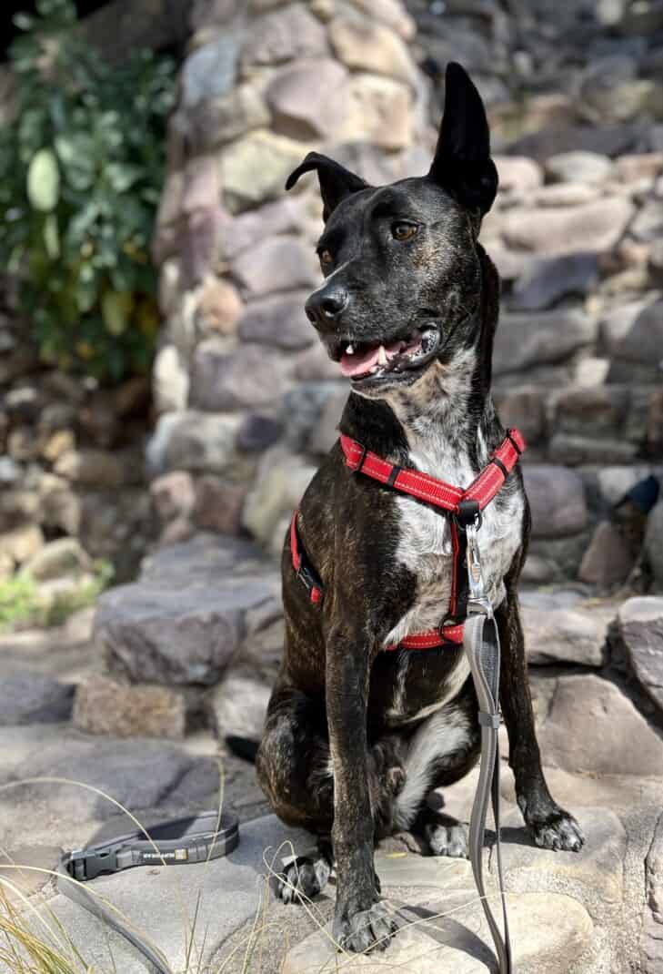 Brindle dog posing in a red Sporn Ultimate no-pull dog harness