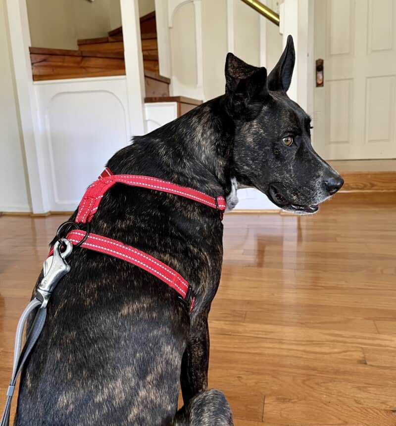 Brindle dog posing in a red Sporn Ultimate no-pull dog harness