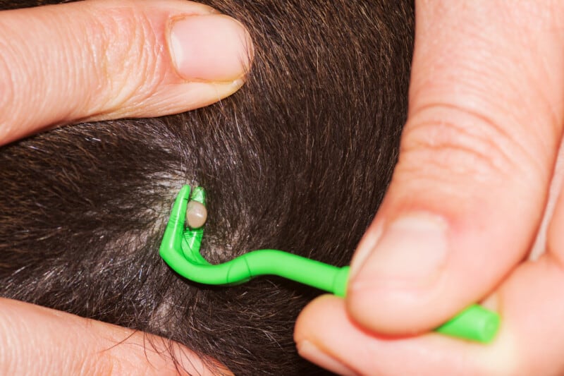 Lyme Disease and Dogs - remove ticks to keep them safe