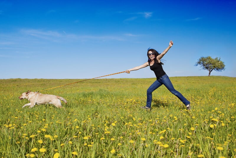 Dog Pulling Woman in Flower Field - Overstimulated Hyper Dog