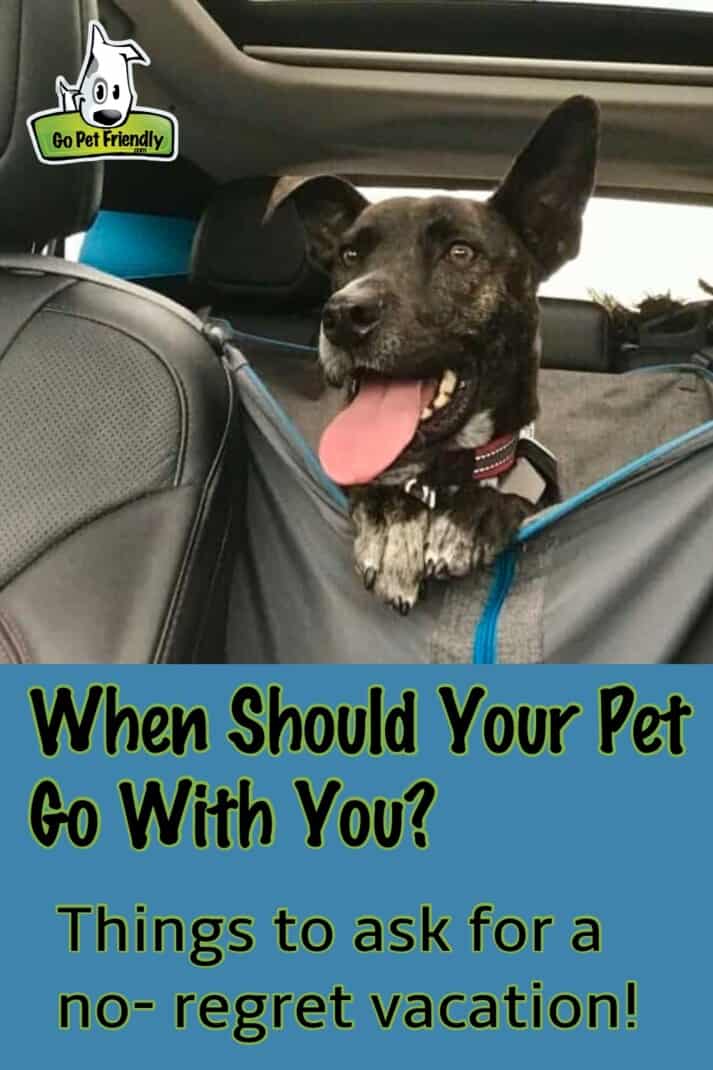 Dog in back seat of car - when should your pet travel with you
