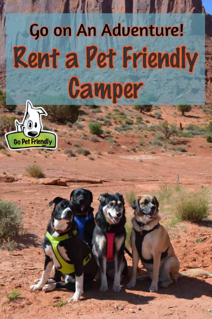Four dogs in front of rocks in the desert - Renting a Pet Friendly camper