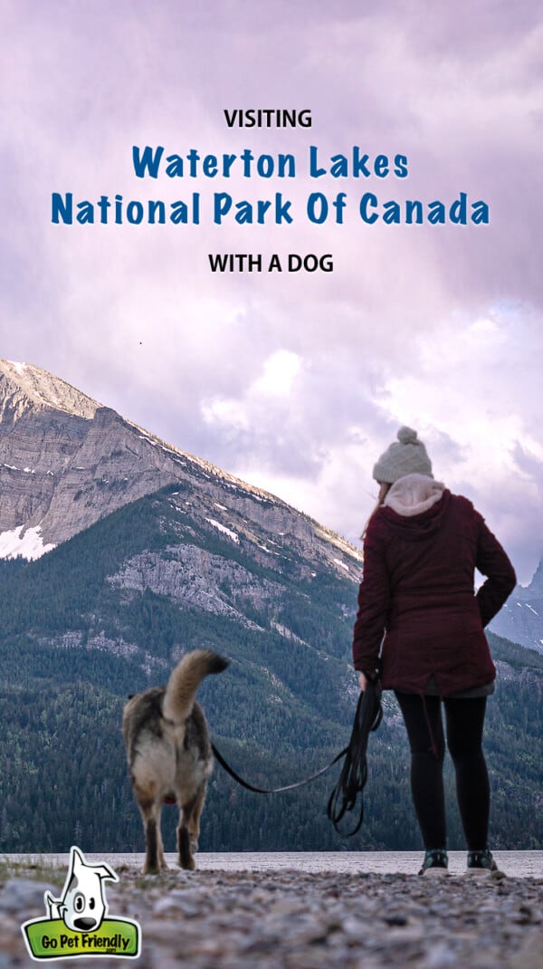 Woman and her dog walking along Waterton Lake shore. Snowy peak and purple cloud fill the background.