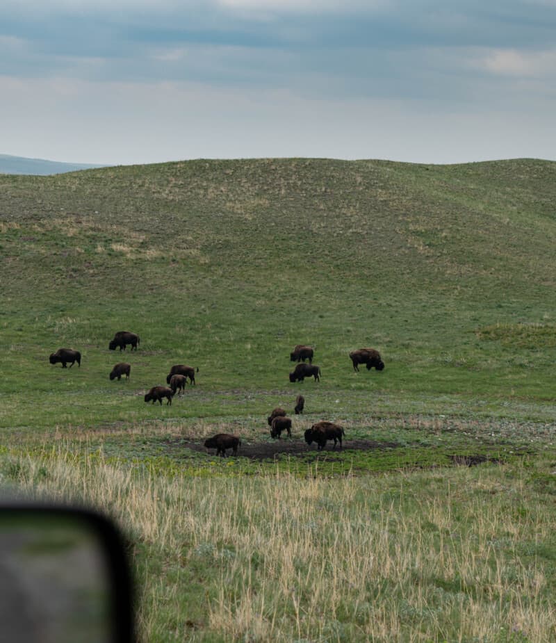 A herd of plains bison at Waterton Lakes National Park