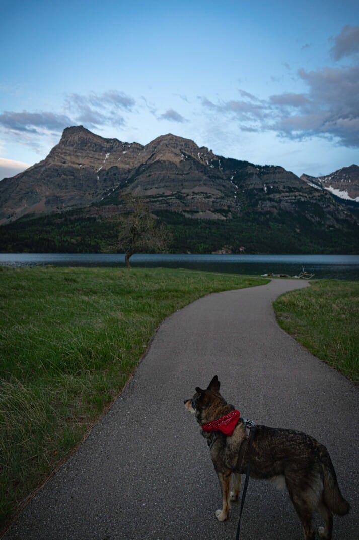 Cattle dog in red bandana taking a walk at the dog friendly beach in Waterton Lakes National Park campground. Cement path leading down to a lake with rugged mountains.